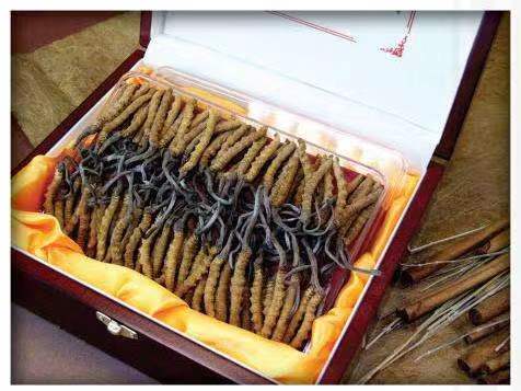 会宁冬虫夏草回收